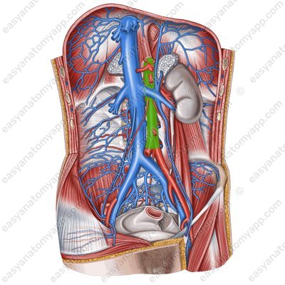 Брюшная часть аорты (pars abdominalis aortae)